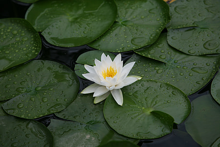 white lotus flower thumbnail