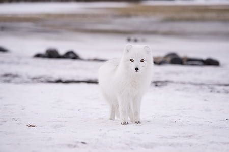 white fox walking on snowfield thumbnail