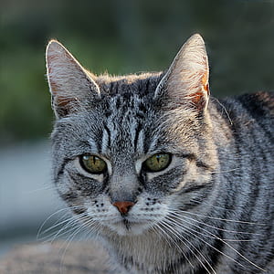 photo of silver tabby cat thumbnail