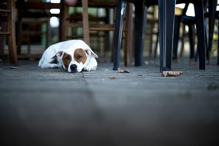 brown and white dog lying on the ground thumbnail