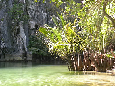 photo of palm trees in body of water next to hill thumbnail
