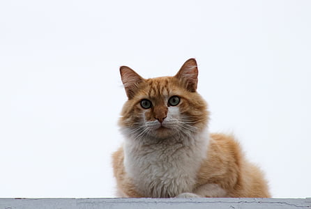 orange cat on gray surface thumbnail