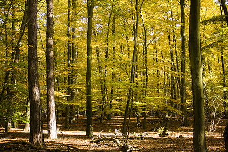 green forest thumbnail