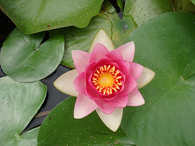 close-up photo of pink Lotus flower thumbnail