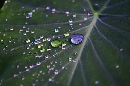 macro photography of leaf thumbnail