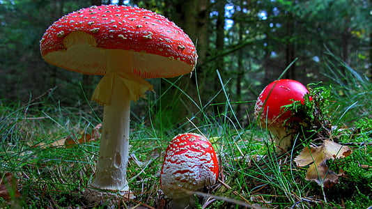 three red fungus surrounded with green grasses at daytime thumbnail