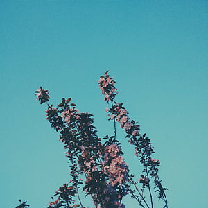 view of plant thumbnail