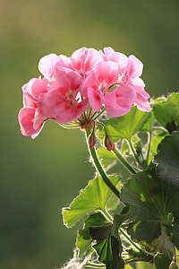macro shot photography of pink flowers thumbnail