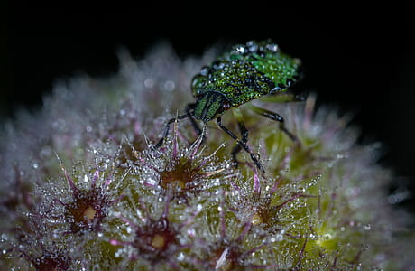 Green Bug on Flower Macro Photography thumbnail