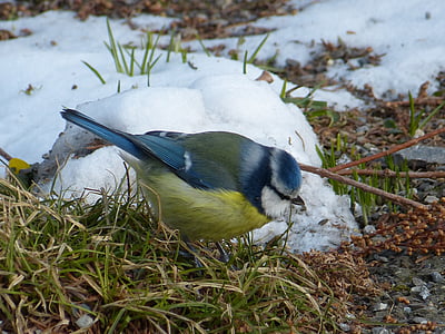 Blue jay beside snow filled rock thumbnail