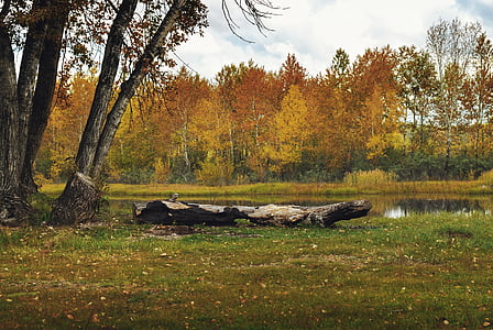 brown branch near body of water thumbnail