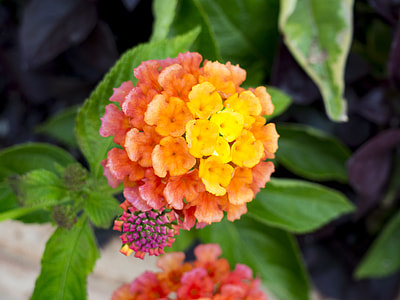 selective focus photography of yellow and red lantana flower thumbnail