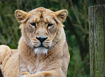 photo of lioness reclining near wooden pillar thumbnail