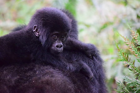 selective focus photography of black primate thumbnail