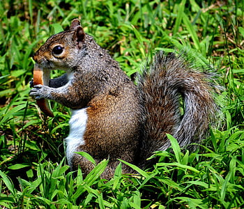 brown and gray squirrel eating bread thumbnail