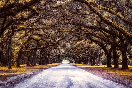brown trees photo thumbnail