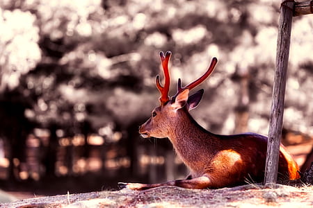 shallow focus photography of brown reindeer thumbnail