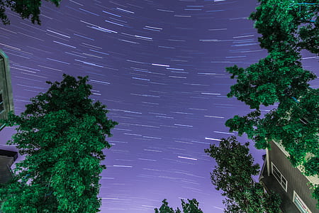low angle photography of green leafed trees thumbnail