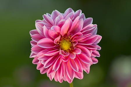 pink Dahlia flower macro photography thumbnail