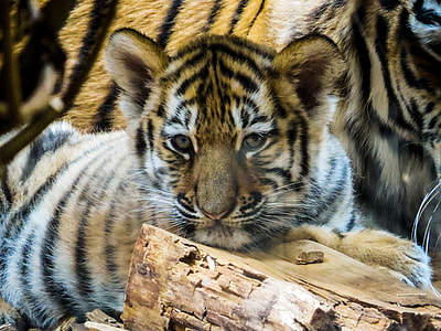 close up photo of Bengal tiger thumbnail