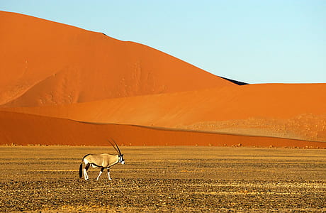 brown antelope walking on brown field thumbnail