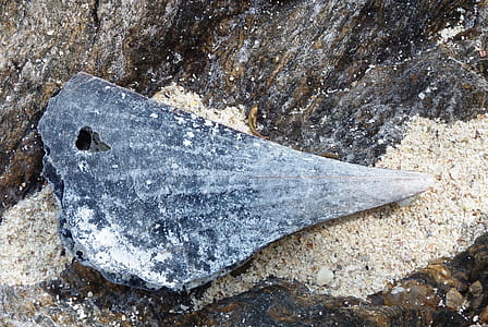 A large seashell on a sandy rock thumbnail
