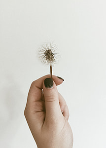 person holding dandelion thumbnail