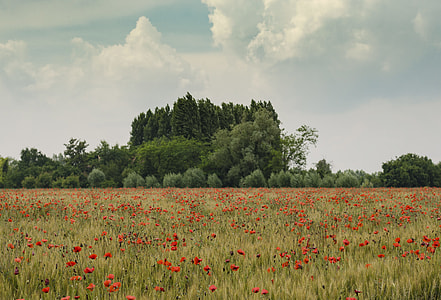 red flower field near trees thumbnail