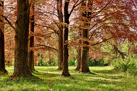 tall trees and green bushes on green grass field thumbnail