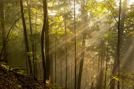 forest under cloudy sky thumbnail
