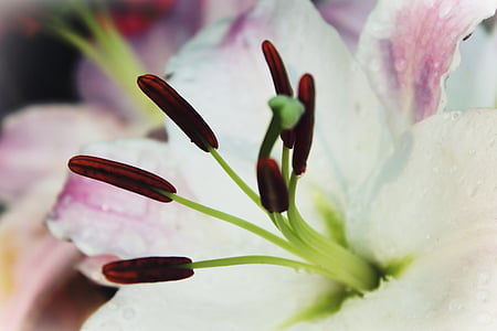 macro photography of white and pink lily flower thumbnail