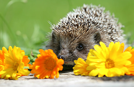 hedgehog in front yellow daisy flowers thumbnail