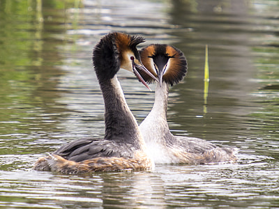 two brown-and-black birds on water during day thumbnail