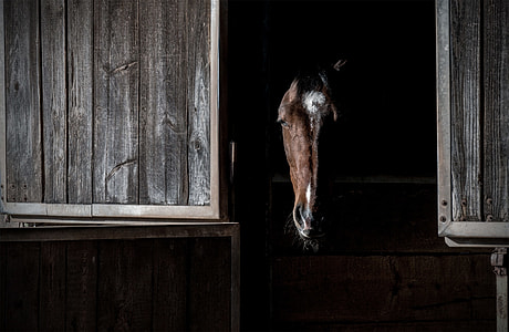 brown horse in brown wooden pet house thumbnail