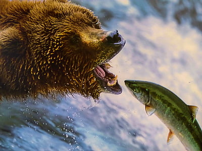 grizzly bear catching fish near waterfall thumbnail