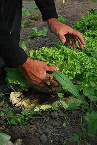 person holding green leafed plant thumbnail