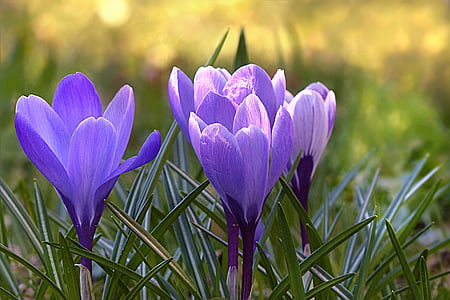 purple petaled flower thumbnail