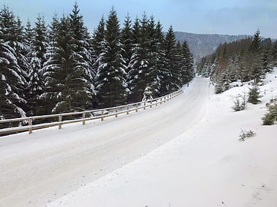pine trees covered with snow during day time thumbnail