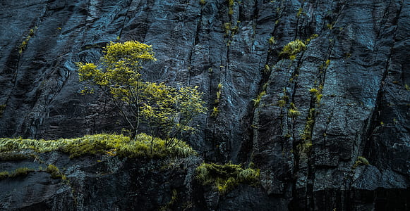 green leafed tree on the mountain thumbnail