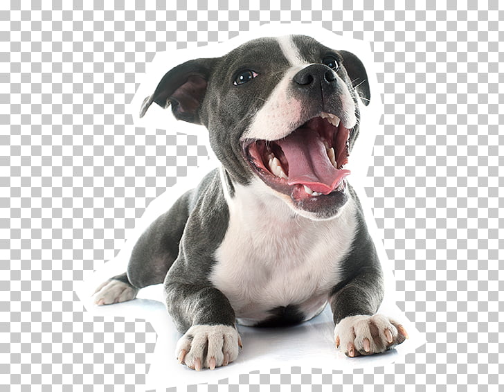 American Pit Bull Terrier Staffordshire Bull Terrier American