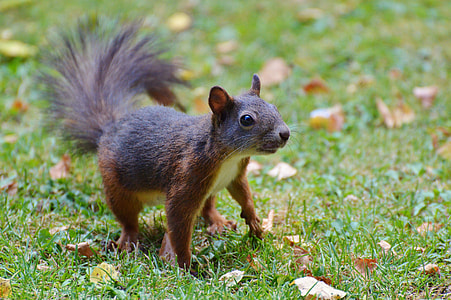 black and brown squirrel at lawn thumbnail
