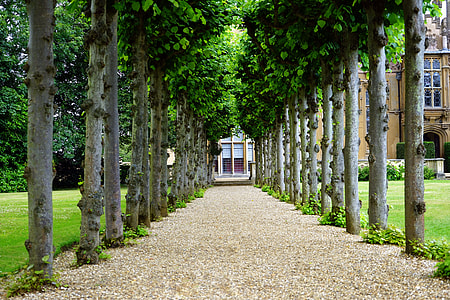 photography of a pathway surrounded with tall trees thumbnail