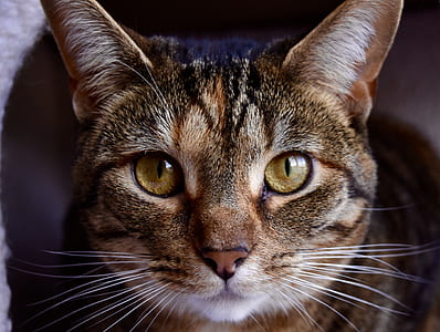 brown tabby cat thumbnail