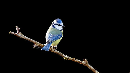 short-beak blue and yellow bird perched on tree twig thumbnail