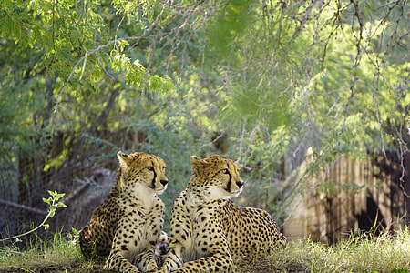 two cheetah thumbnail