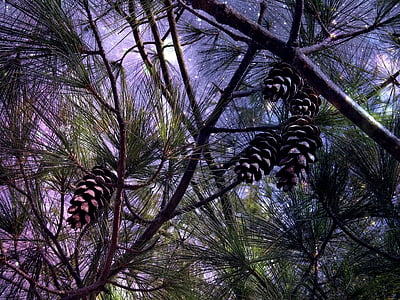 photo of pine cone thumbnail