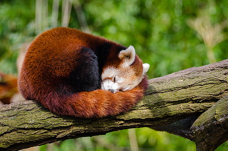 Red Panda Sleeping on Tree Branch thumbnail