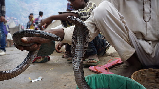 brown king cobra thumbnail