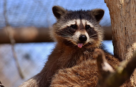selective focus photography of raccoon thumbnail