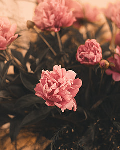 close up photo of pink rose thumbnail